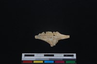 梅花鹿骨藏品圖，第1張