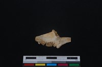 梅花鹿骨藏品圖，第2張