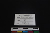 梅花鹿骨藏品圖，第3張