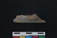 梅花鹿骨藏品圖，第1張