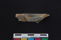 梅花鹿骨藏品圖，第2張