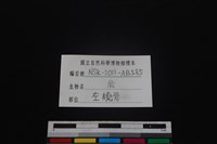 梅花鹿骨藏品圖，第3張