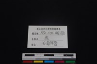 梅花鹿骨藏品圖，第3張