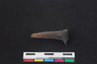 梅花鹿骨藏品圖，第1張