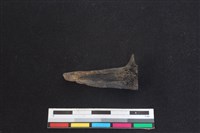 梅花鹿骨藏品圖，第2張