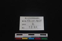 梅花鹿骨藏品圖，第3張