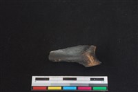 梅花鹿骨藏品圖，第1張