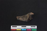 梅花鹿骨藏品圖，第2張