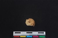 梅花鹿骨藏品圖，第1張