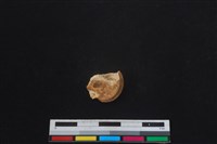 梅花鹿骨藏品圖，第2張