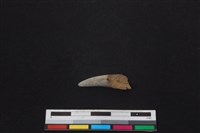 梅花鹿骨藏品圖，第2張