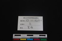 梅花鹿骨藏品圖，第3張
