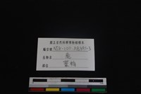 梅花鹿骨藏品圖，第3張