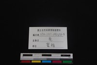 梅花鹿骨藏品圖，第3張