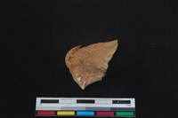 梅花鹿骨藏品圖，第1張