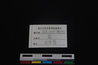 梅花鹿骨藏品圖，第3張