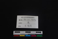 梅花鹿骨藏品圖，第3張