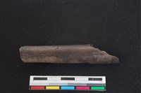 梅花鹿骨藏品圖，第1張