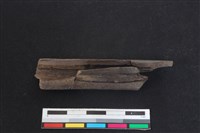 梅花鹿骨藏品圖，第2張