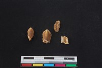 梅花鹿骨藏品圖，第1張