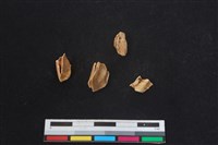 梅花鹿骨藏品圖，第2張