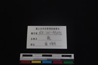 梅花鹿骨藏品圖，第3張