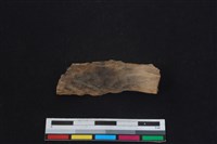 梅花鹿骨藏品圖，第1張