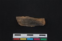 梅花鹿骨藏品圖，第2張