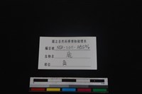 梅花鹿骨藏品圖，第3張