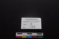 梅花鹿骨藏品圖，第3張