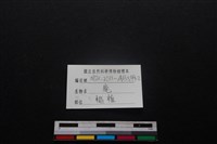 梅花鹿骨藏品圖，第3張