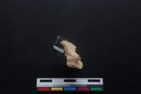 梅花鹿骨藏品圖，第1張