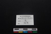 梅花鹿骨藏品圖，第3張