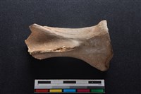 梅花鹿骨藏品圖，第1張