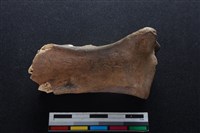 梅花鹿骨藏品圖，第2張