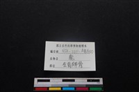 梅花鹿骨藏品圖，第3張