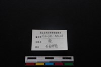 梅花鹿骨藏品圖，第3張