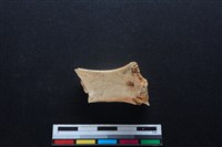 梅花鹿骨藏品圖，第1張