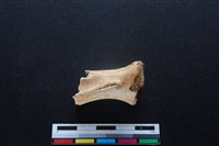 梅花鹿骨藏品圖，第2張