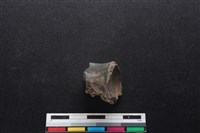 梅花鹿骨藏品圖，第1張