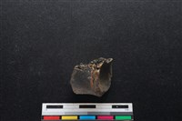 梅花鹿骨藏品圖，第2張