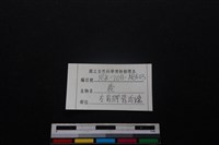 梅花鹿骨藏品圖，第3張