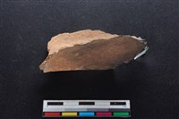 梅花鹿骨藏品圖，第2張