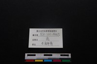 梅花鹿骨藏品圖，第3張