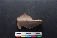 梅花鹿骨藏品圖，第1張