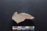 梅花鹿骨藏品圖，第2張