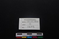 梅花鹿骨藏品圖，第3張