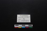 梅花鹿骨藏品圖，第3張