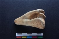 梅花鹿骨藏品圖，第1張