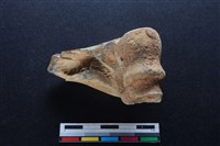 梅花鹿骨藏品圖，第2張